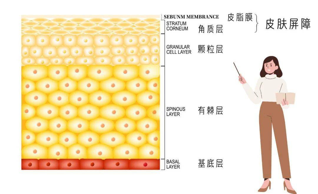 品牌过度清洁、随意刷酸？油痘肌的皮肤屏障远没有你想象的坚固！