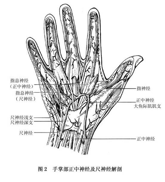正中神经损伤怎么恢复?_患者_病情_规范化