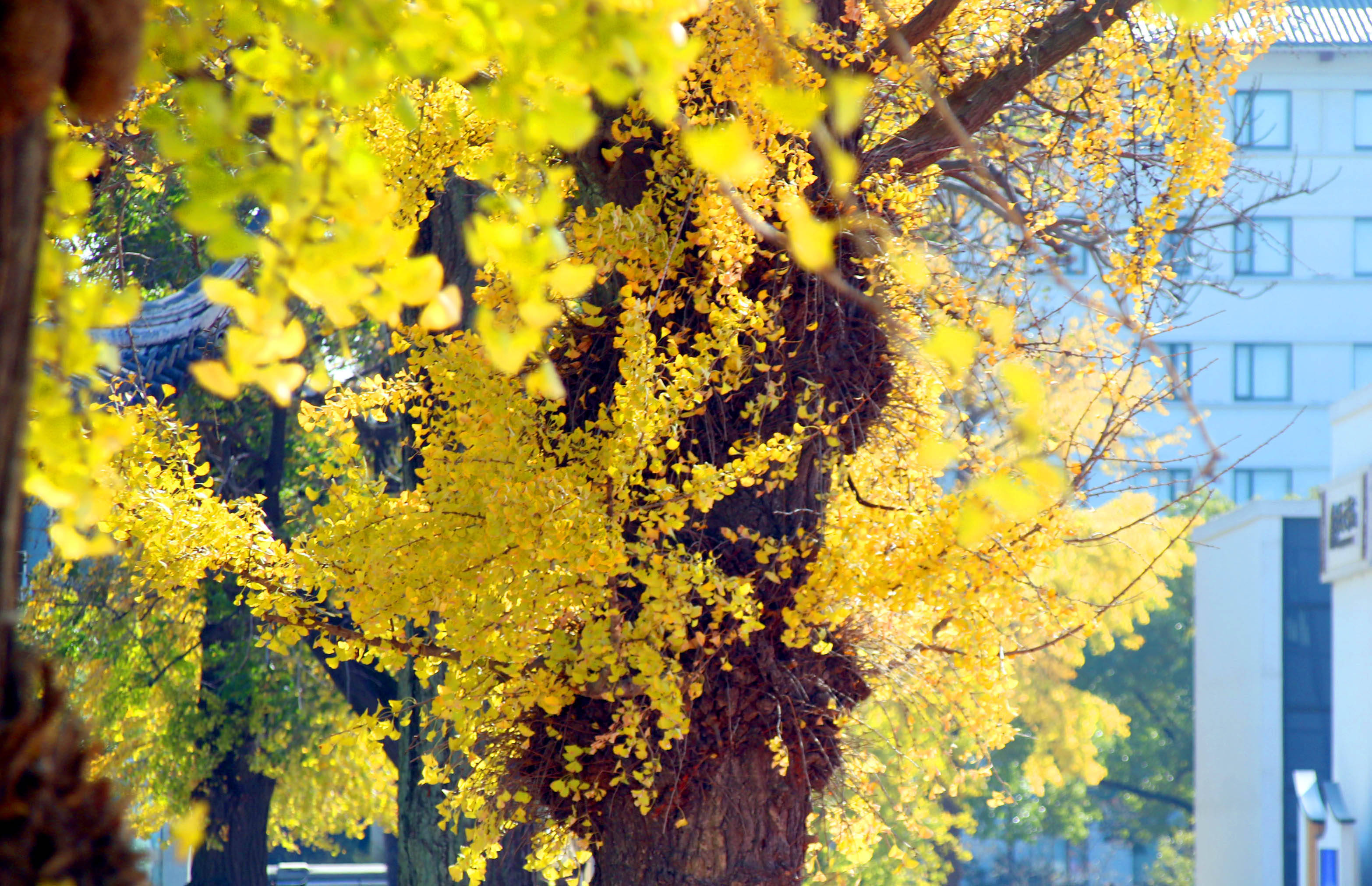 百年老校苏州市平江教育集团平江实验学校内18棵古银杏树金灿灿一片