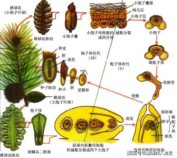 百合花胚珠图片