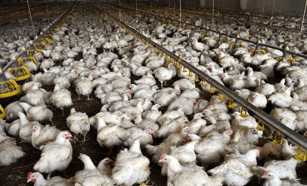 是针对以下方面:一,改善饲养环境管理:我国的肉鸡养殖不断迅速发展,在