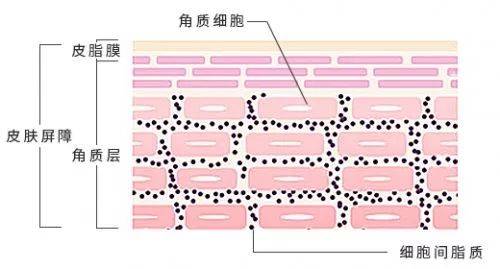 Stridex护肤小课堂——皮肤屏障受损