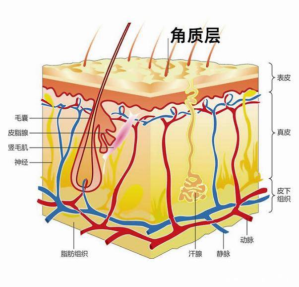 知识科普美容护肤第一步：先认识了解皮肤