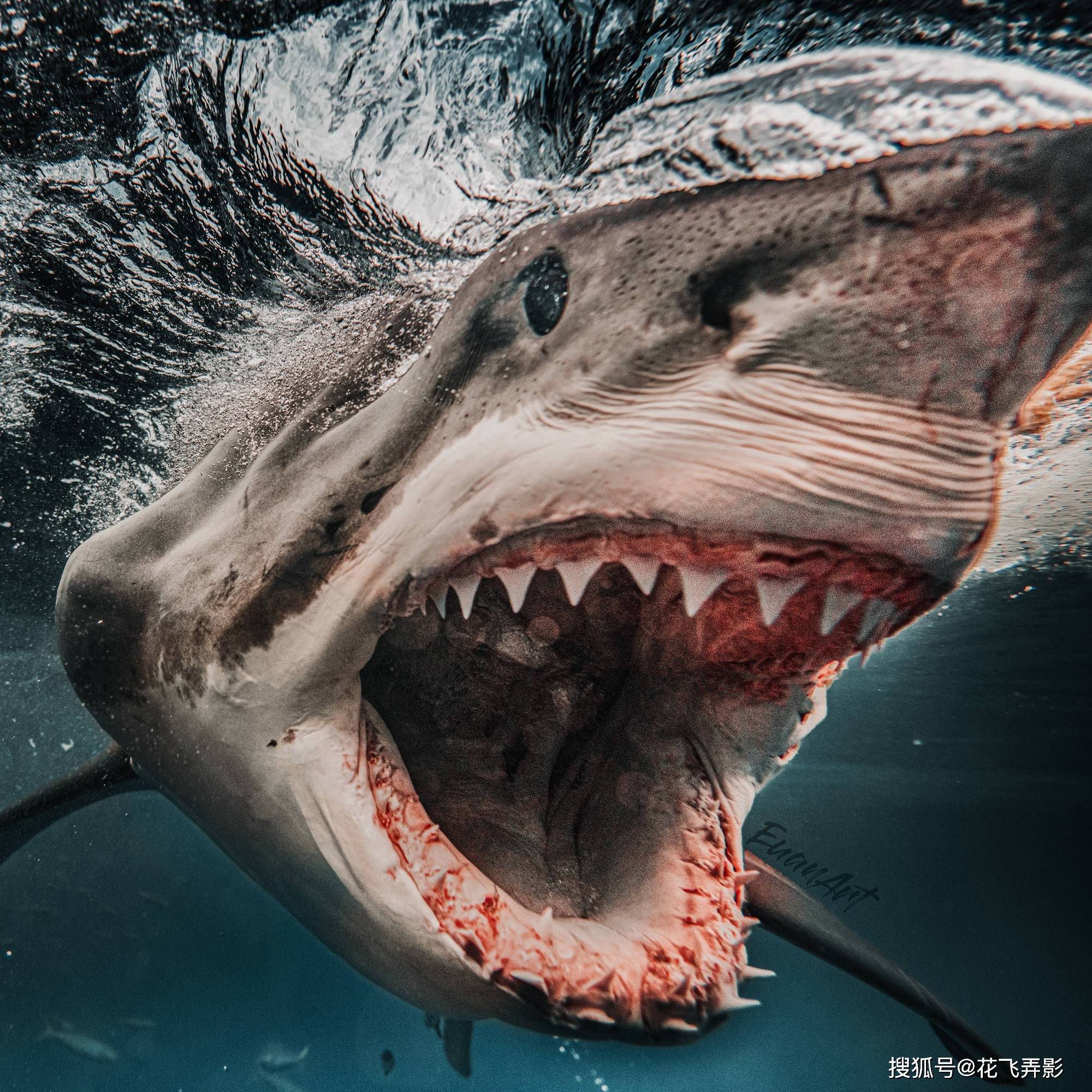 海洋杀手大白鲨 – FOTOMEN