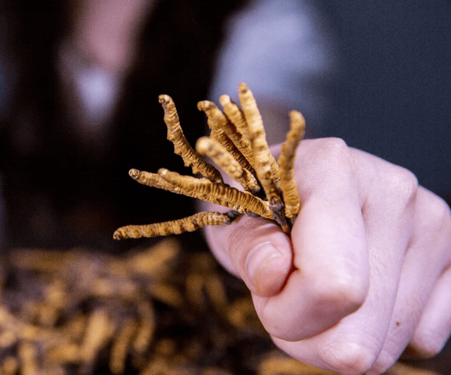 市面上冬虫夏草那么多,珍峰冬虫夏草值不值得入手