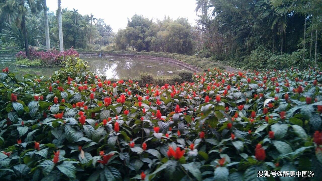 海南热度较高的两处植物园，种类繁多，环境优美，适合亲子游玩