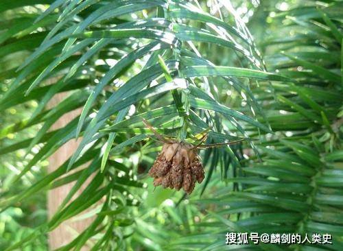 地球生物全系列 植物篇 松柏门 松柏纲 上 孢子 细胞 鳞片