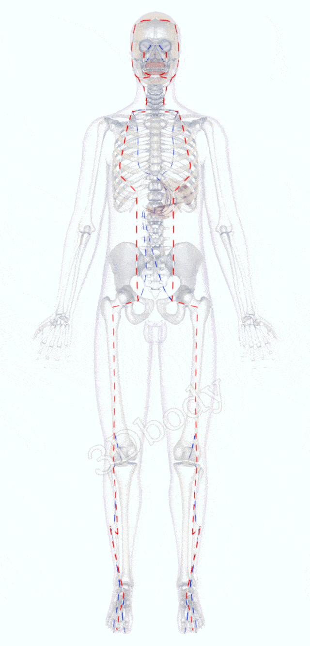 中医精美3d经络图,足阳明胃经,大河养生古法八段锦必备_厉兑_解溪