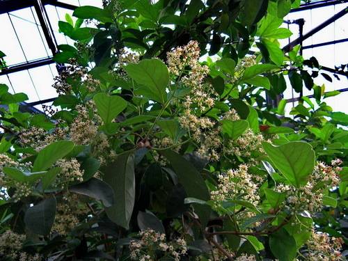 华灰莉木的植物非试管高效快繁技术_繁殖_材料_泥炭