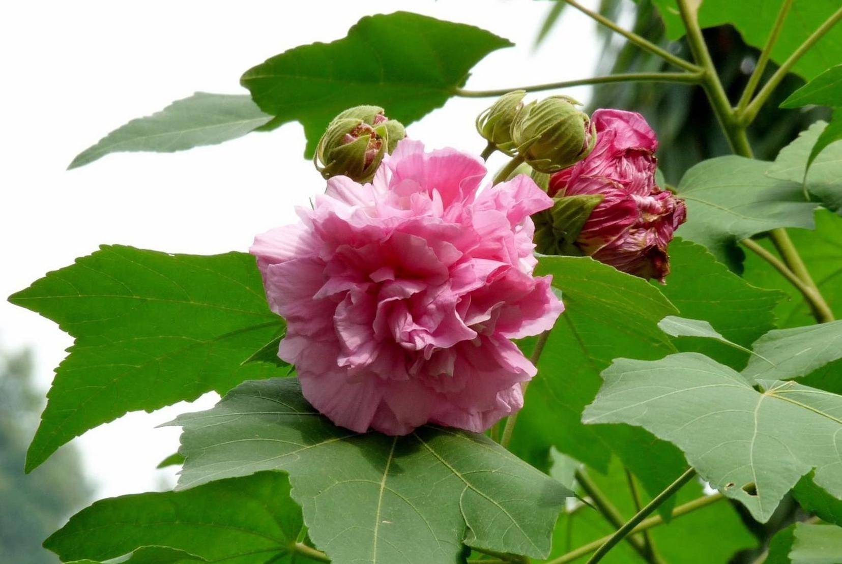 水蓮花盡木蓮開——木芙蓉_花瓣_植物_價值