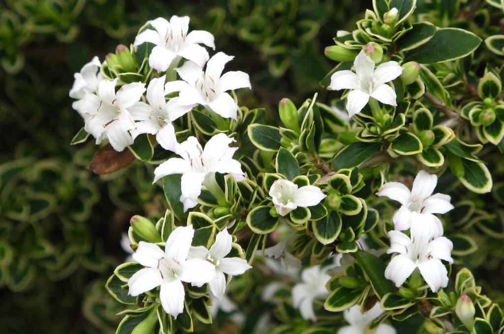 盆景十八学士之一金边六月雪