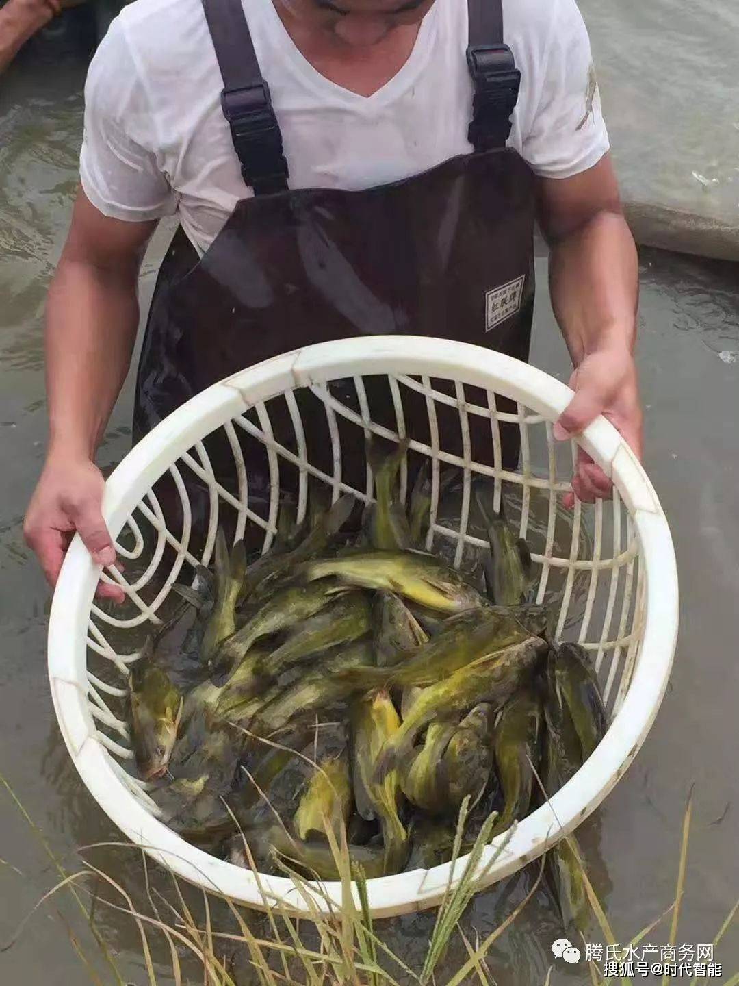 湖北佳农晖农业科技有限公司泥鳅黄骨鱼养殖人工养殖的流程技术