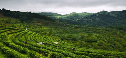 茶叶|【茶园认养】您的私家茶园|认养健康|私享自然|原生态茶园