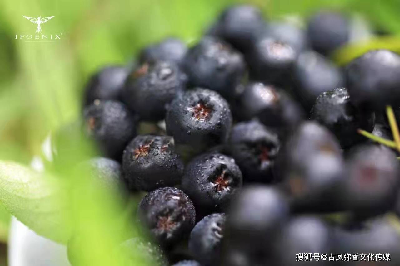 不老莓富含花青素,原花青素,花色苷,黃酮,多酚,山梨蘆醇,其中花青素