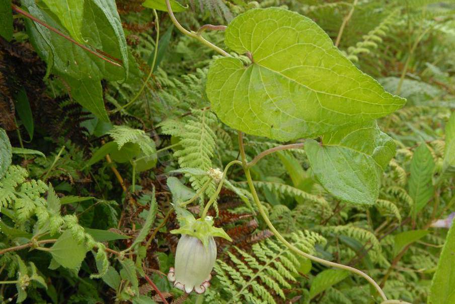 墨脱特有种药用植物藏南金钱豹