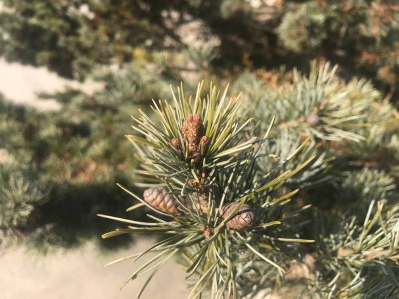 品種介紹日本五針松(學名:pinus parviflora)是松科松屬的植物,喬木