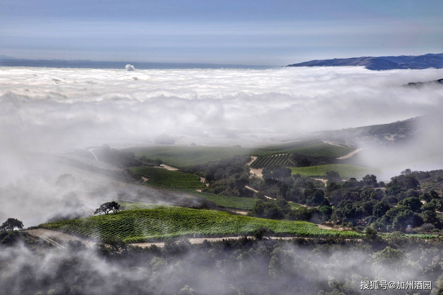 特性|是什么让加州葡萄酒如此特别?