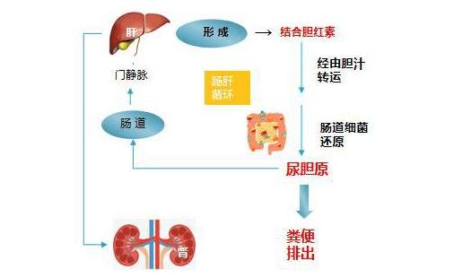 胆红素的代谢途径图片