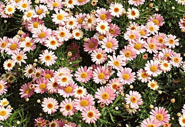 具有茼蒿味道的菊花蓬蒿菊