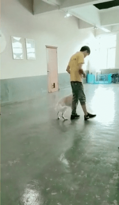 宠物针对串串乱叫爆冲问题，广州专业训狗机构45天纠正狗狗错误行为！