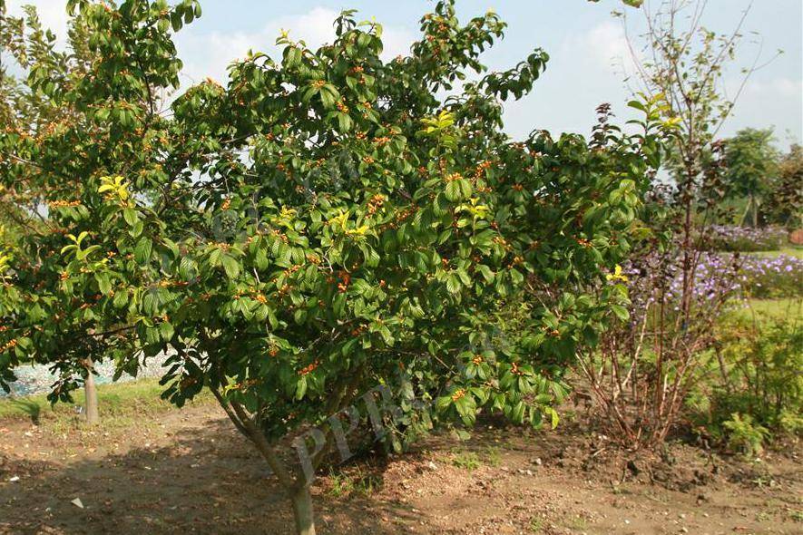 药用茶用价值较高的野生植物猫乳
