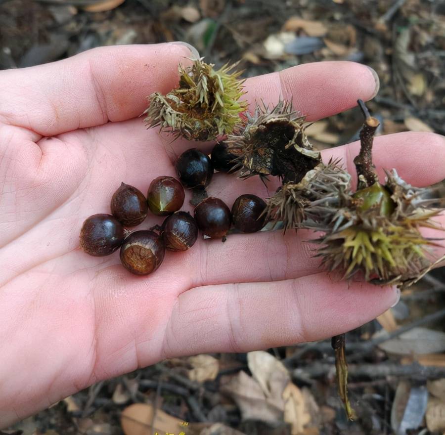 它的学名应该叫野生小锥栗,也叫尖栗,箭栗和棒栗,这种小锥栗,它是天然