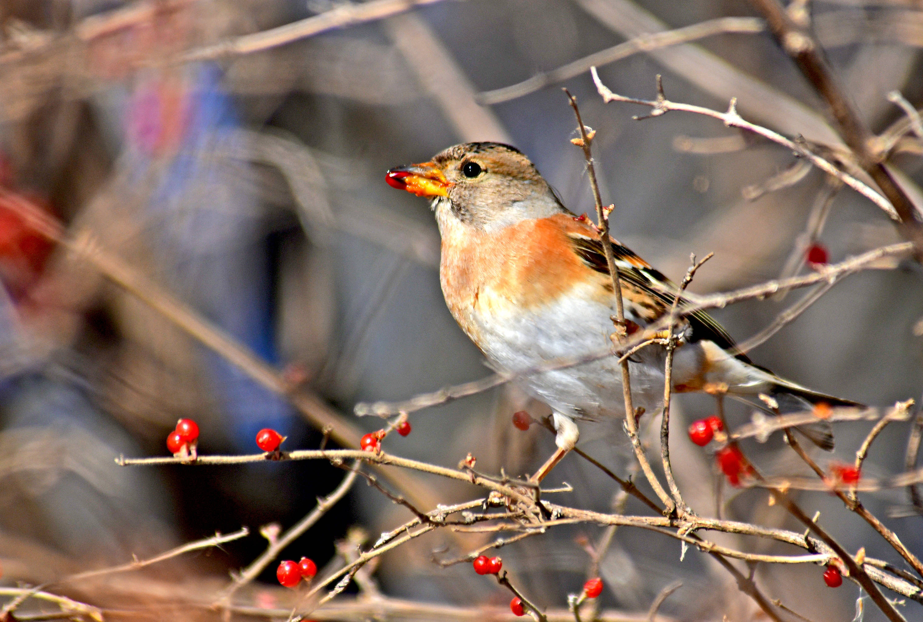 享受美餐时光的鸟——燕雀(下)_鸟类_保护_观赏者