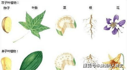地球生物全系列 植物篇 植物界 被子植物门 下 分类 系统 亚纲
