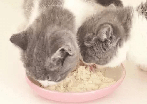 猫咪吃什么吐什么是肠胃炎吗 fdb4d3d3d6ba4001ae9cd3f648b9c5ea.png