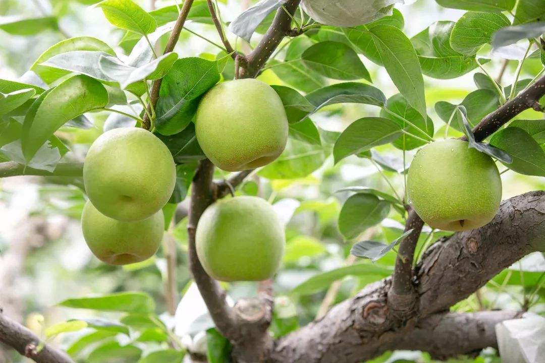 浙江桐庐县钟山蜜梨地理标志商标注册成功