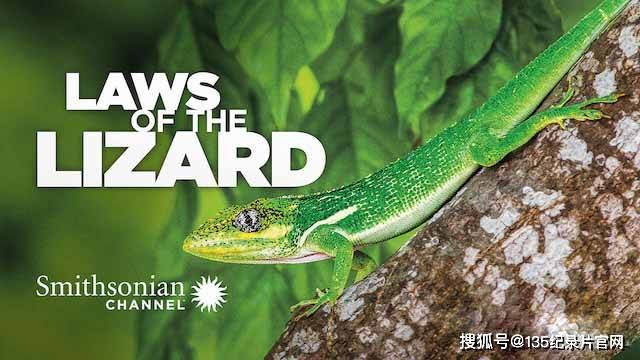 生物进化纪录片《蜥蜴法则》全1集_lizard_laws_爬行动物
