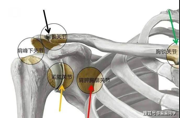 胸锁关节位置图图片