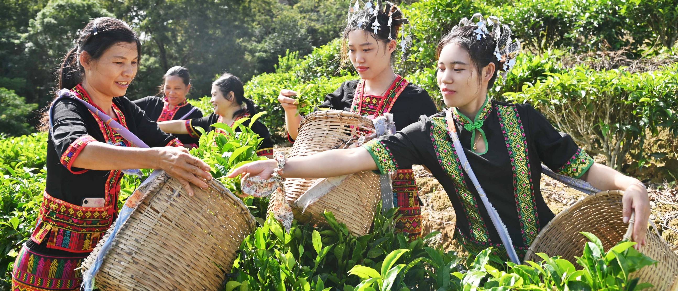 原创草木有心人间有爱草木有心茶文化有限公司用心用情做好茶