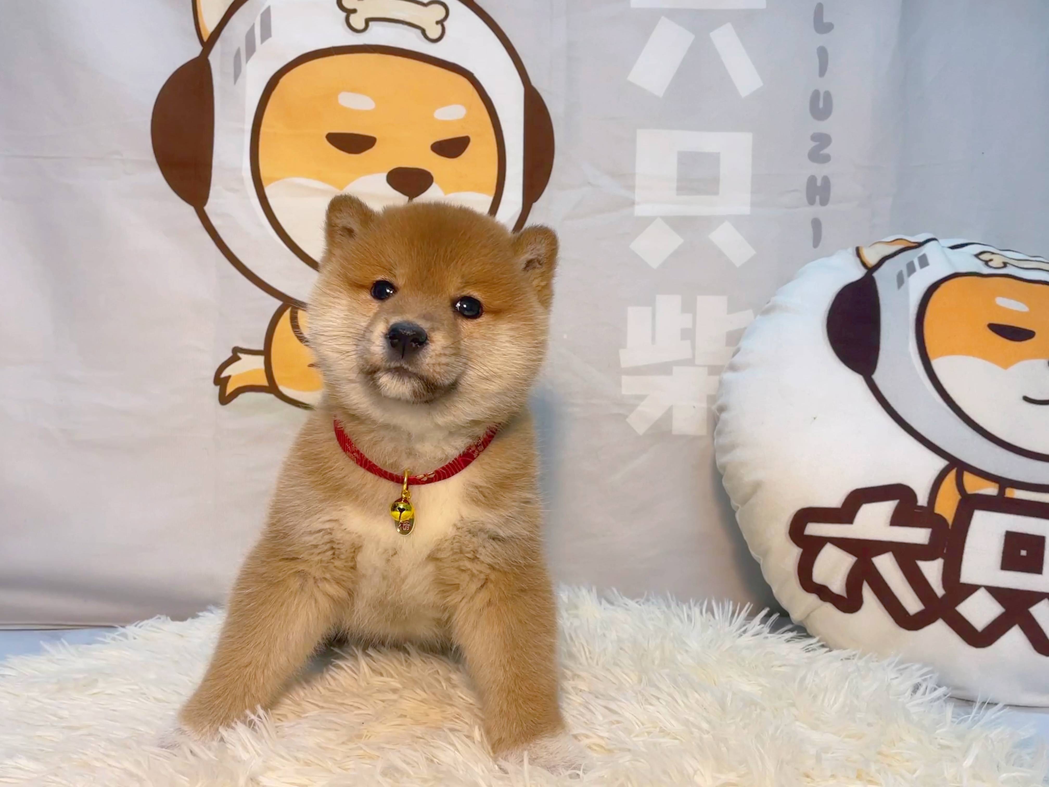 怎样才能提高产品的免疫力和抵抗力 柴犬 狗狗 小时候
