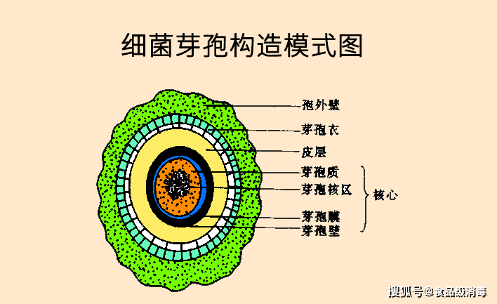 食品飲料管道設備芽孢桿菌汙染用什麼消毒?殺死細菌芽孢滅菌方法!