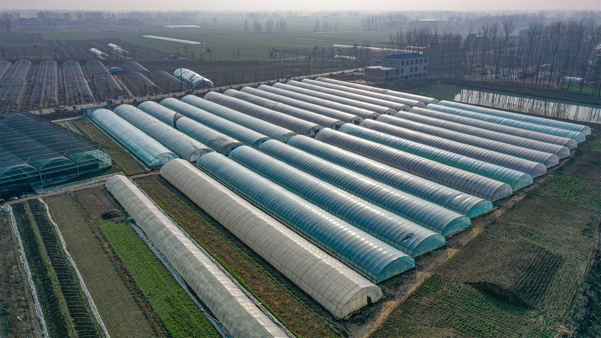 1月15日,位于安徽省阜阳市阜南县新村镇的芦蒿种植大棚里,村民们欢声