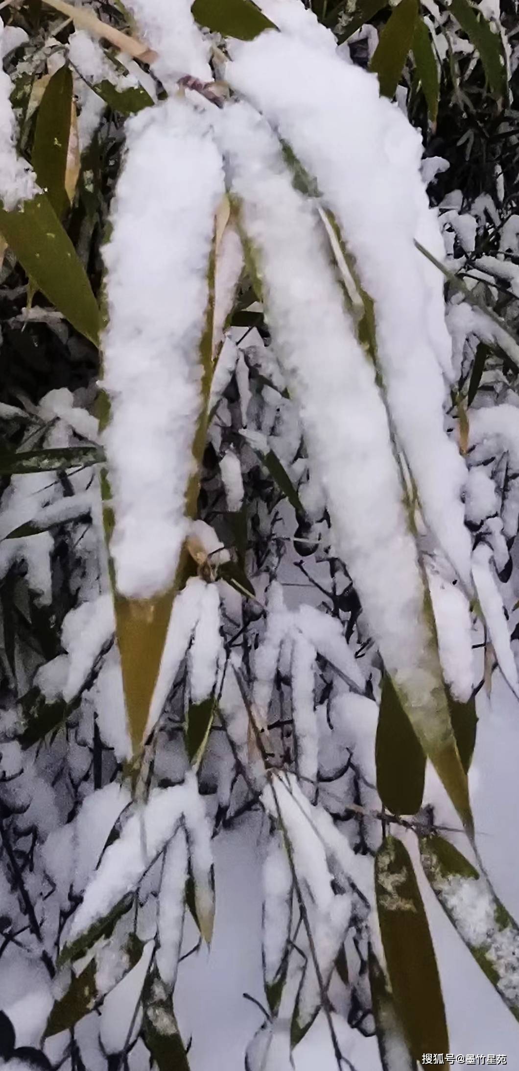 款款深情|【墨竹】多彩的雪