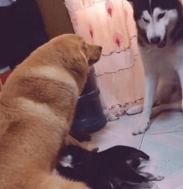 怎么挑选小土狗 fb2ddb137975494eb8c73fc53f0f45cc.png