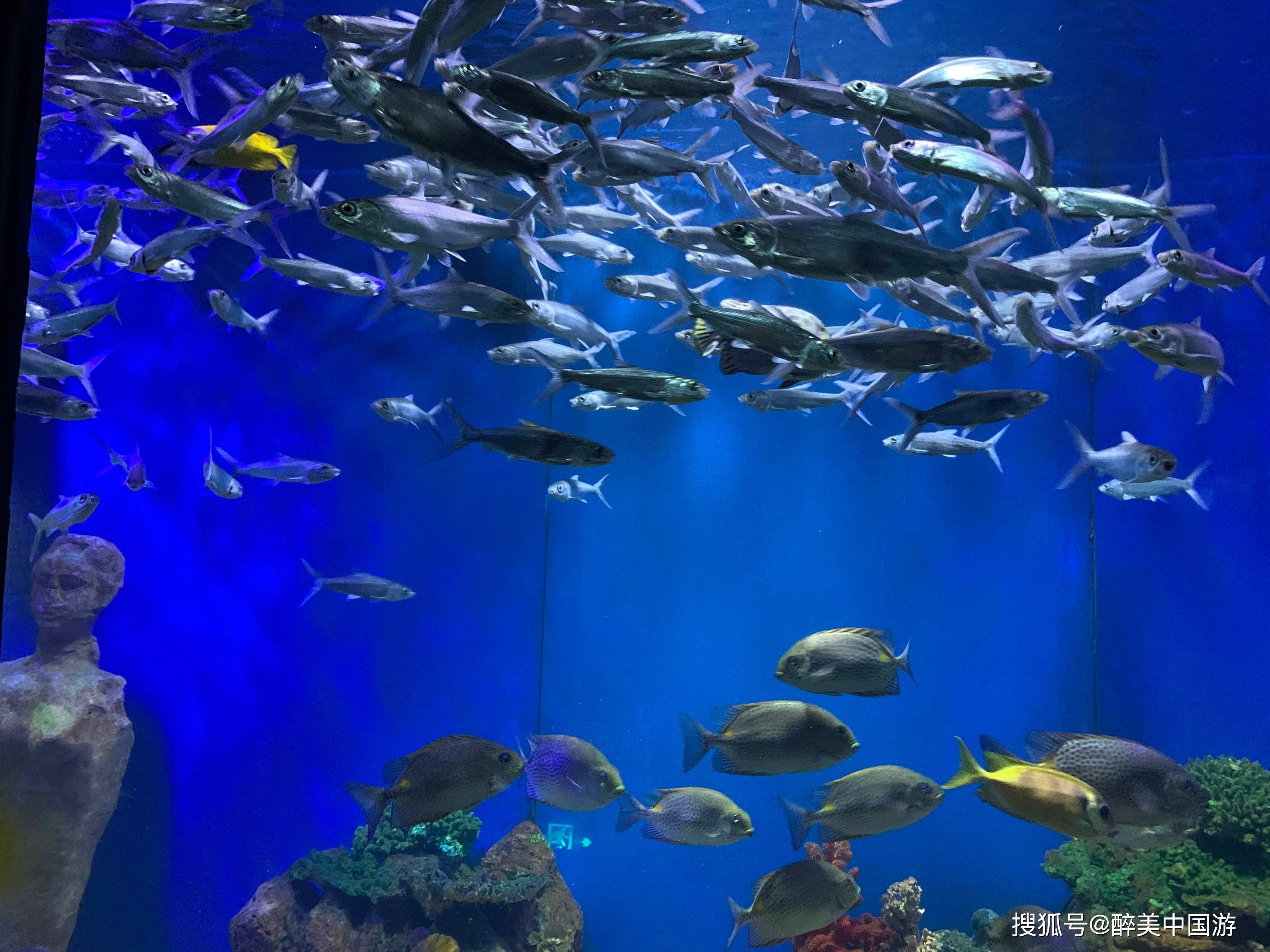 探访北海海底世界海洋生物丰富适合全家出游