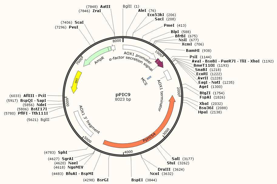 ppic9載體質粒圖譜,序列,說明書,價格_his_mut_基因