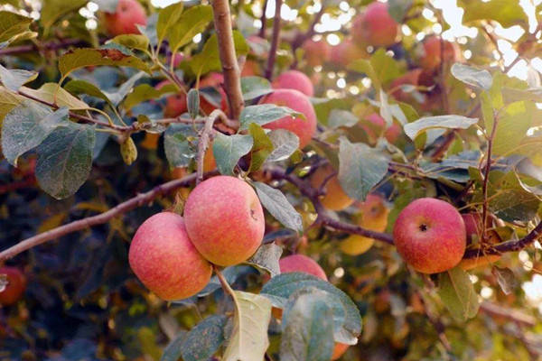 特产早知道——五莲国光苹果_发展_果品_全县