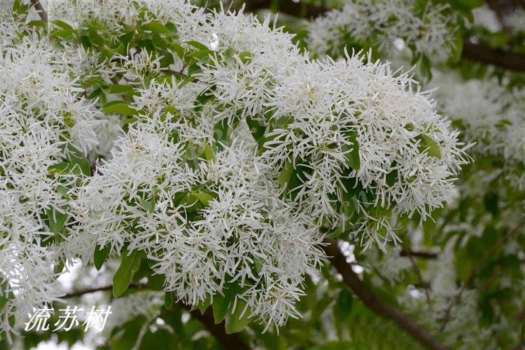 《詩經》裡的植物辨識(十六)