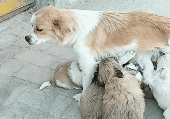 小狗吃人的母乳喂养图片