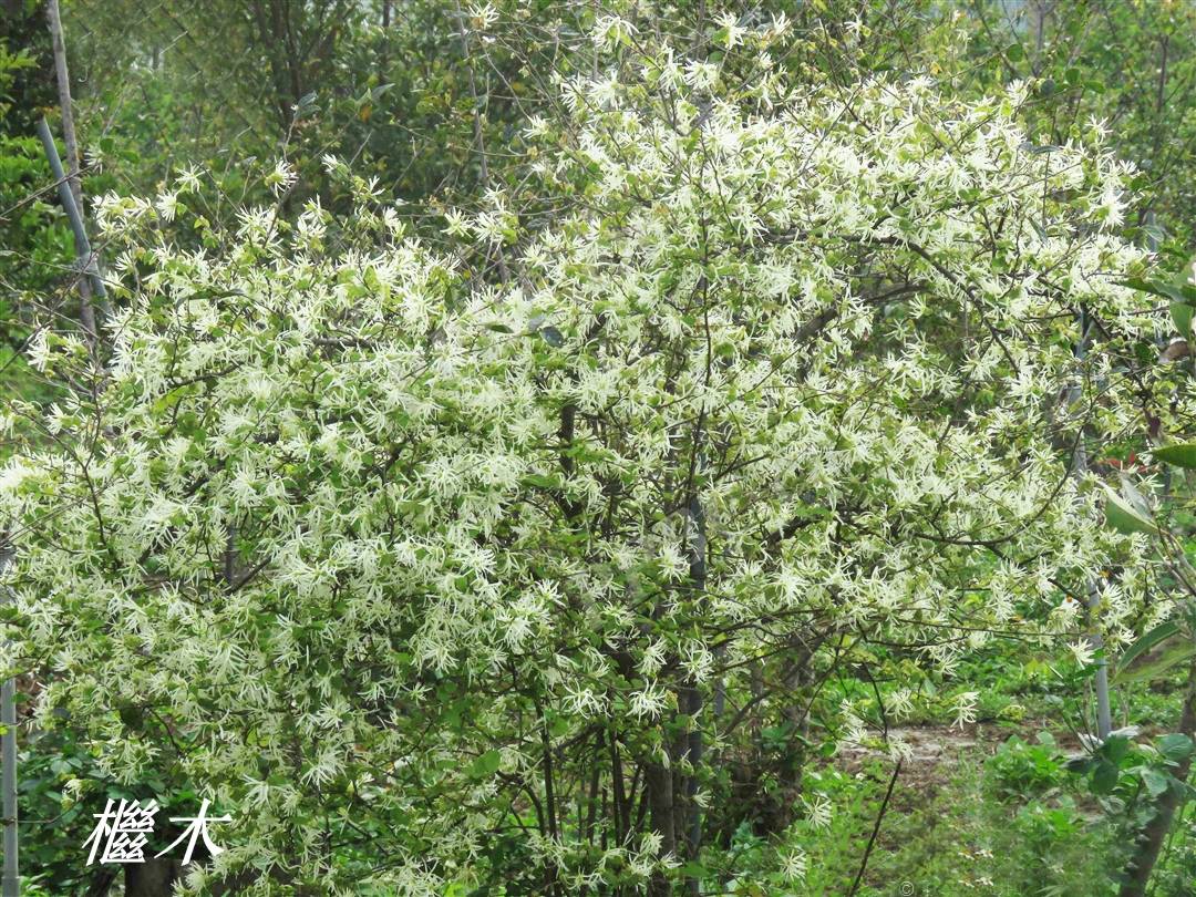 山胡椒,檵木和流苏树,都不能完全符合郭璞和陆玑和所说"檍"的特征