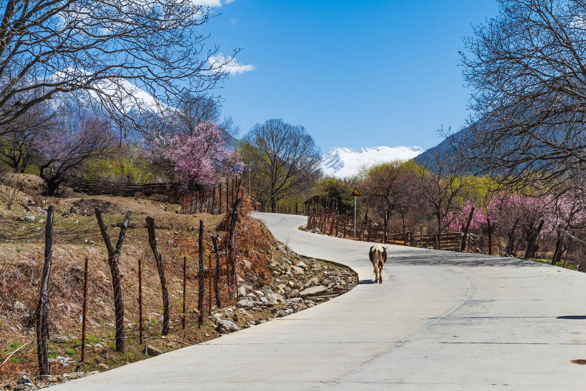 西藏观赏桃花地点详细介绍，总有你喜欢的一个！