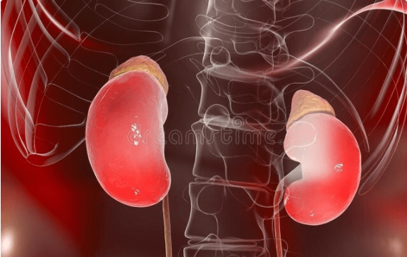 如何看肾功能结果 5878df67ef33467c9ee1b05d043b7e10.png