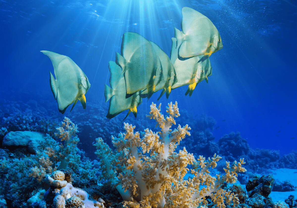 海洋中不一样的色彩,不同深度有不同的生物色彩,会发光的不少_颜色