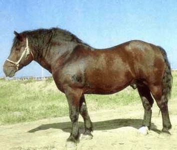 全世界最古老的马之一阿尔登马