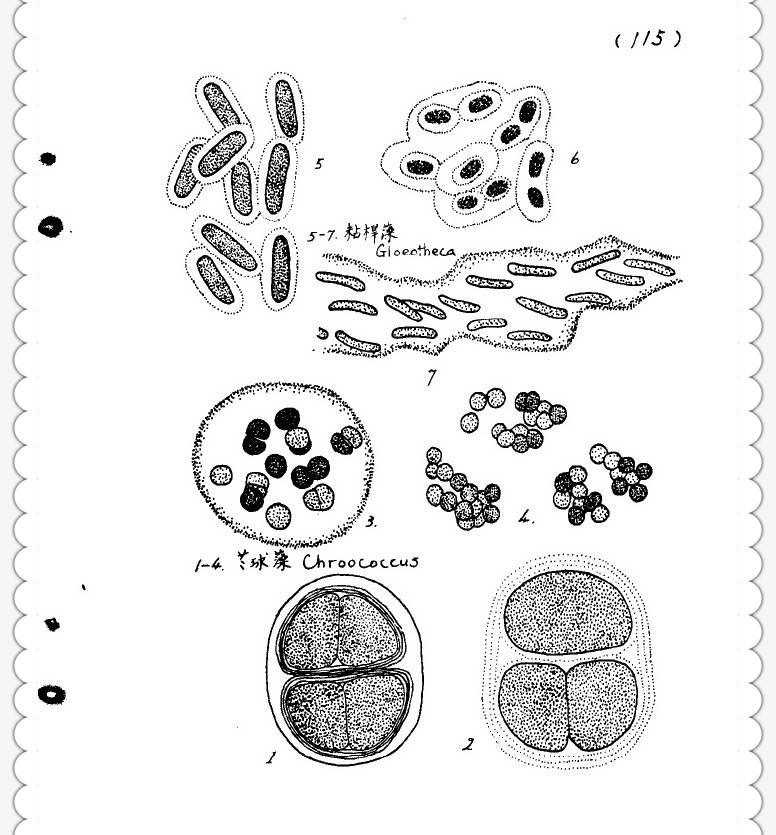 淡水生物简笔画图片