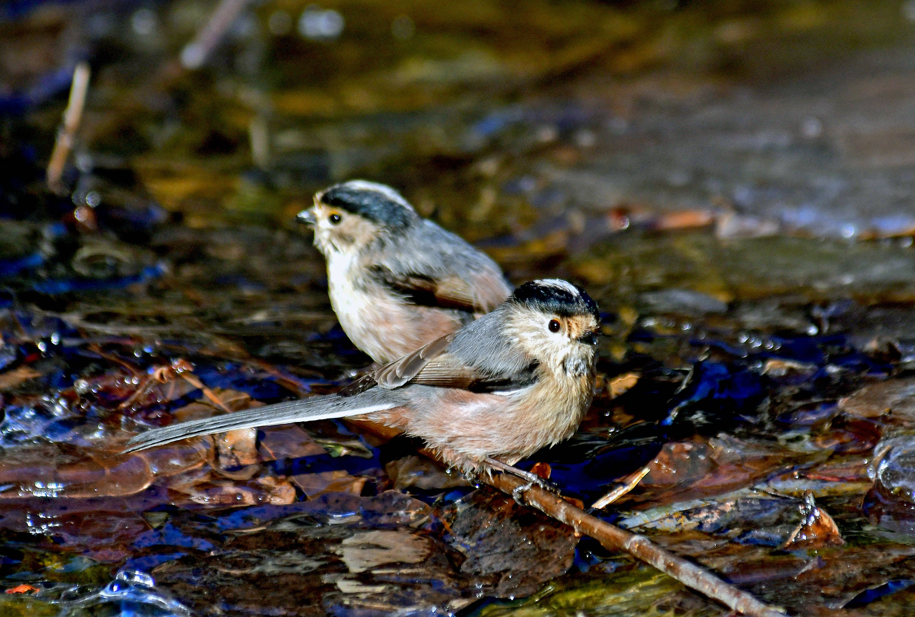 冬日溪流中的山雀